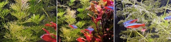 babelkowanie akwarium T5 LED roślinna od AQUA-LIGHT