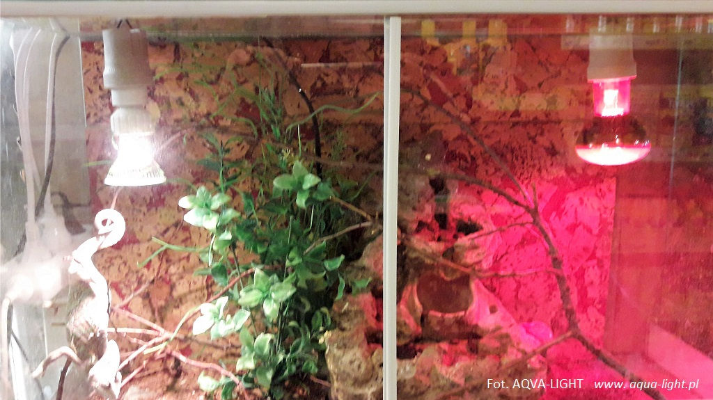 Oświetlenie i ogrzewanie w terrarium | Blog AQUA-LIGHT